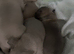 French bulldogs