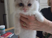 READY NOW GCCF registered Ragdoll kittens
