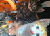 2 female kittens for looking for new homes