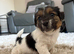 Jackrussel x Sealyham terrier puppies