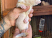 Half micro ferrets 2 jobs 2 jills