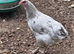Splash Marans at point of lay