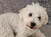 Bichon for SALE male