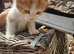 Charlie needs a forever home
