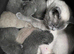 Adorable British Shorthair Kittens &ndash; Ready for Loving Homes!