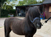 Mini Shetland Pony