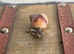 Giant African Land Snails (2 for £5)