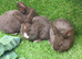 Chocolate button bunnies