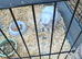 Male Lionhead rabbit and male lop rabbit