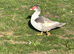 Trio of Muscovy ducks