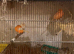 I am selling my canarys and breeding cages