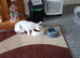 2 kittens