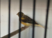 Red factor canary's