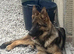 Male Black and Tan short coat German shepherd for sale