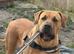 Female boerboel 18 months old sabbs registered