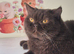 Beautiful Retired Chocolate GCCF Registered Lady