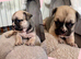 British bulldog cross pug puppies