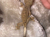 One cute crested gecko for sale