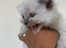 Ragdoll Kittens