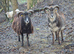 Soay sheep wethers