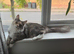 Amazing Maine Coon girl
