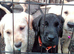 Labrador puppys