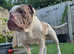 Olde tyme bulldog for stud