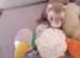 6 Baby ferrets