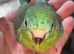 Baby redrumps parakeet s