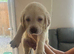 Kc reg Labrador puppy’s for sale Solihull