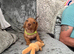 9 week old miniature dashhoud