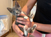 Kittens mixed breed