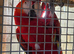 Pair scarlett macaws