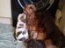 KC Reg Showtype Cocker Spaniel Puppies