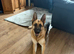 Beautiful litter of GSD puppies for sale