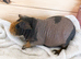 Skinny and Funky haired guinea pigs now available to reserve