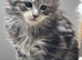 Mainecoon kittens for sale