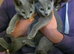 Pedigree Russian Blue Boys, 4.5 Months Old &ndash; North London