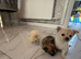 Pomchi micro teacup