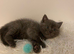 British shorthair kitten