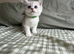 Silver Shaded British Shorthair boys