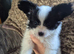 Papillon puppies