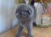 Kitten BHS grey and white