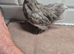 Group of lavender pekins
