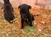 Stunning Lurcher puppies