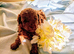 Outstanding quality maltipoo .
