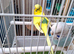 Last 2 pairs adult budgies and 8 week old baby with cage