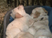 Ready now - kc retreiver puppies