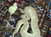 Male ball python