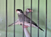 Java sparrow pair